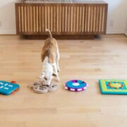 dog enrichment toys