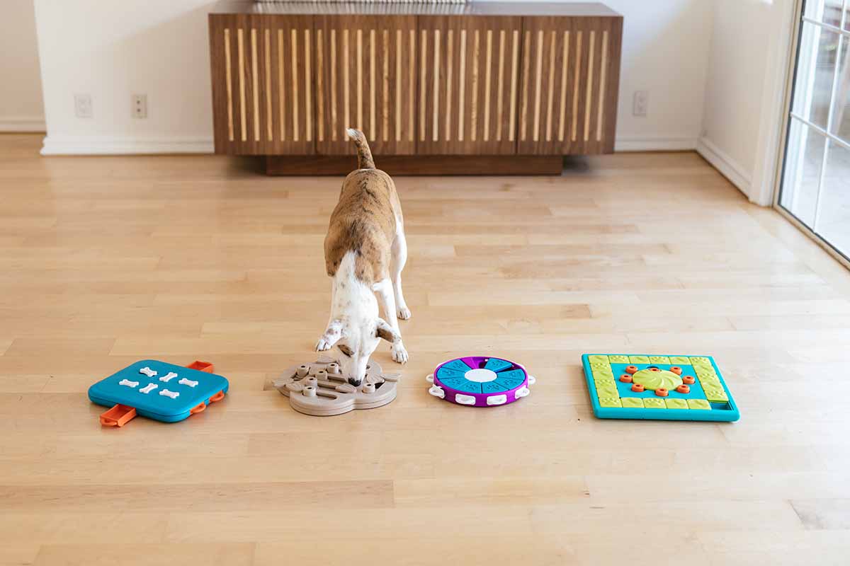 dog enrichment toys