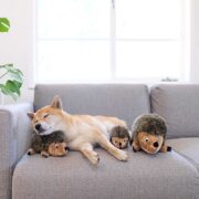 hedgehog dog toy