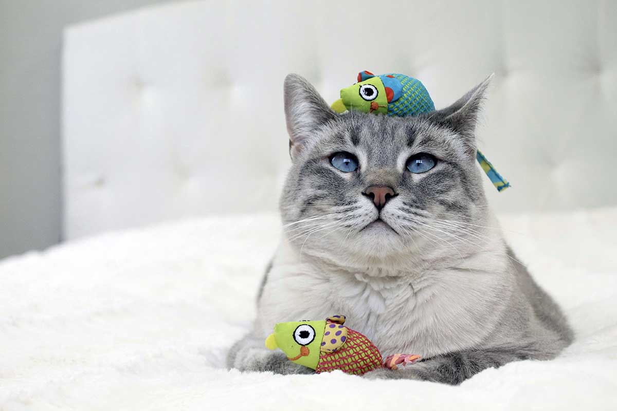 best toys for bored cats