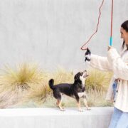 flirt pole for dogs best dog toys for boredom