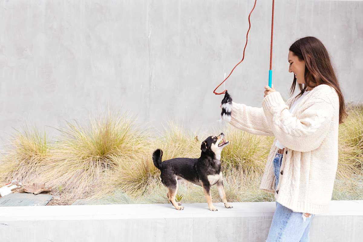 The 12 Best Dog Toys for Boredom