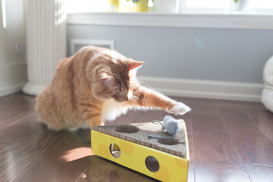 why do cats knock things over