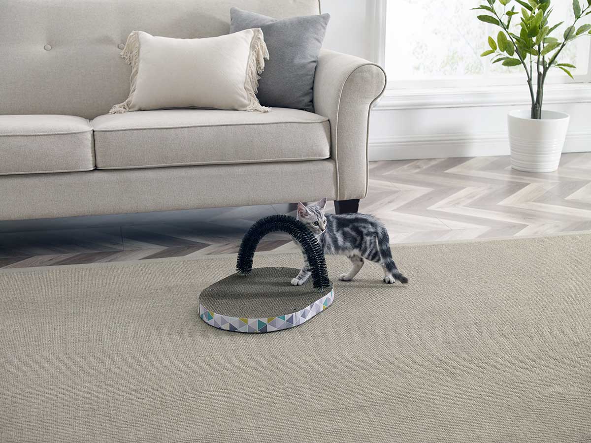 cat with scratcher