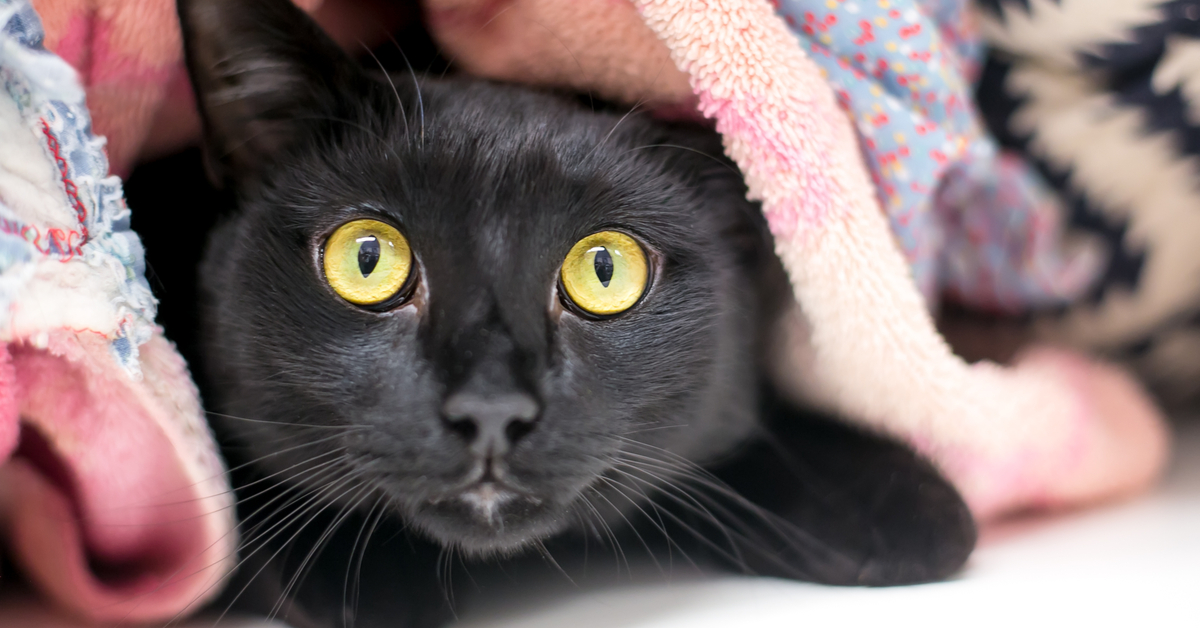 anxious cat