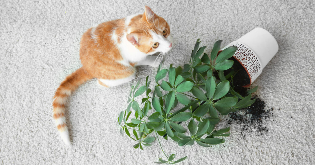 why do cats knock things over? cat with overturned plant