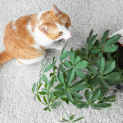 why do cats knock things over? cat with overturned plant