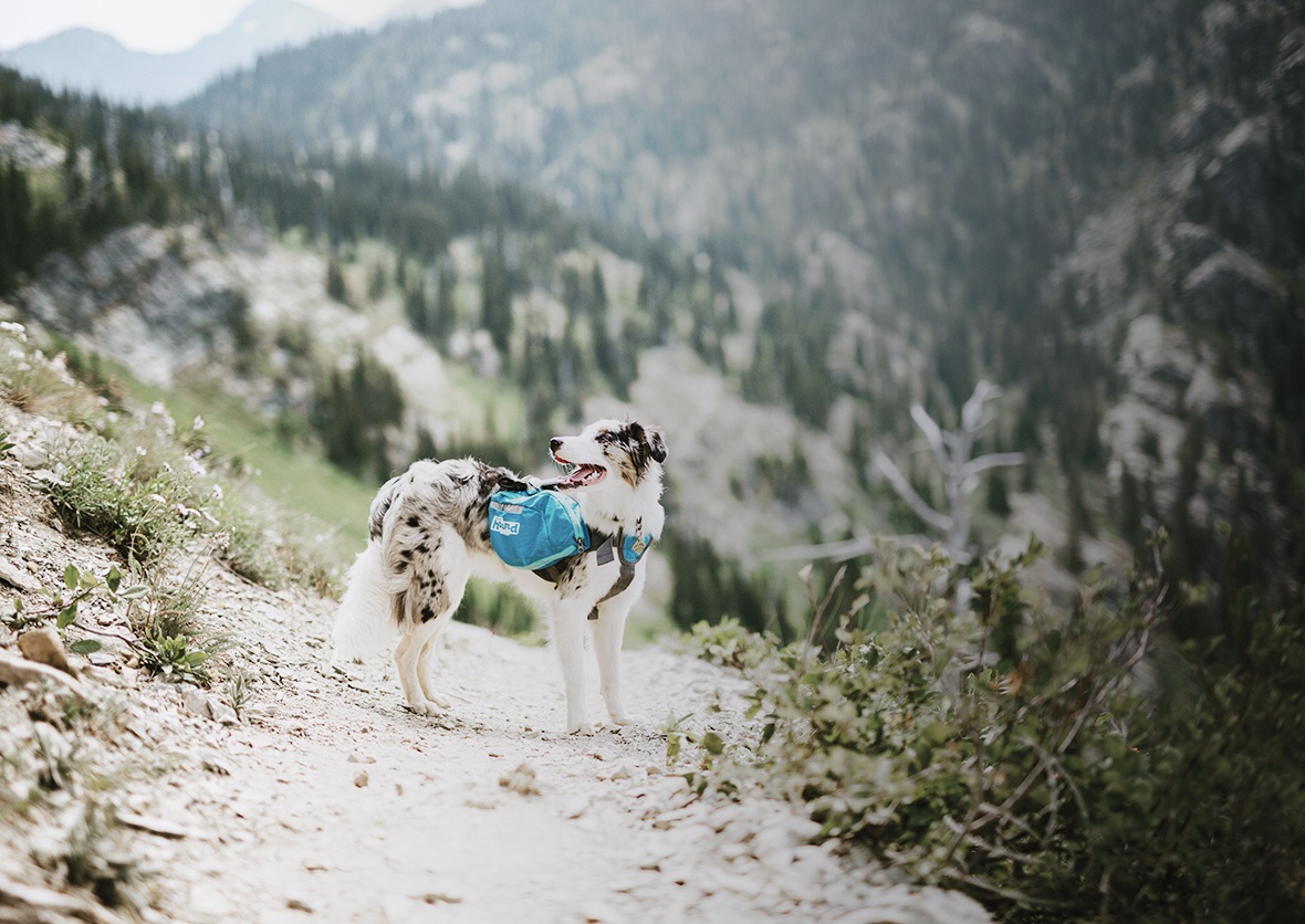 dog wearing dog pack