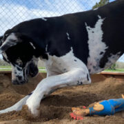 how to stop a dog from digging under a fence