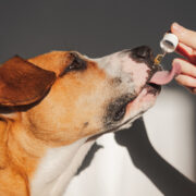 natural pain relief for dogs