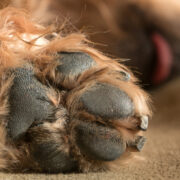 dog paw protection, dog split nail