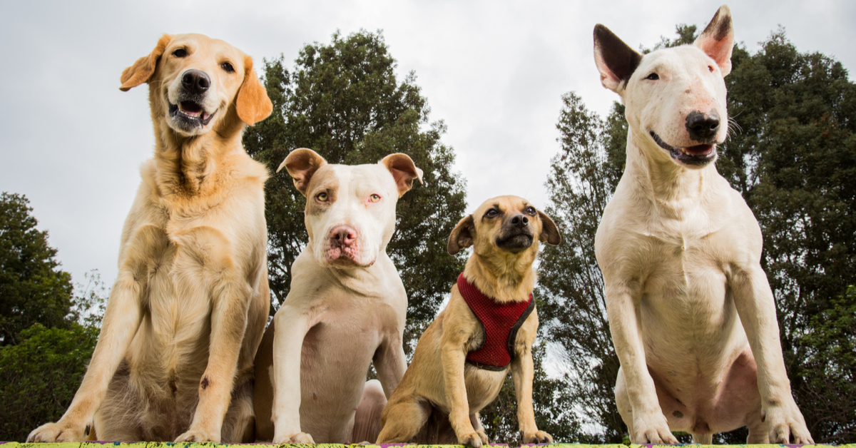 is doggy daycare good for dogs
