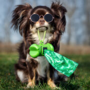 why is my dog's poop white? dog holding a poop bag