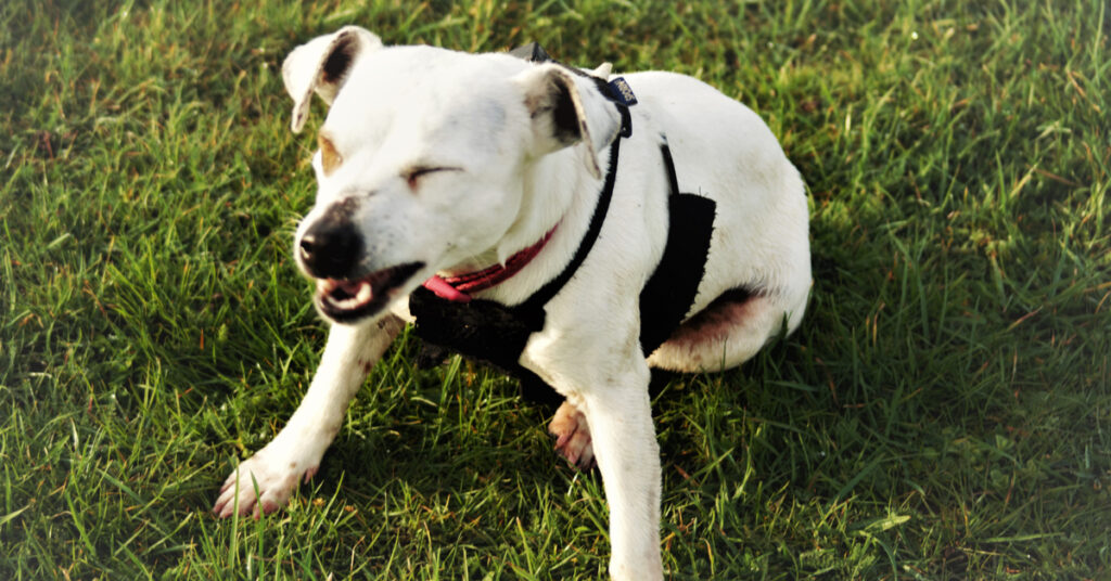 what does it mean when a dog sneezes