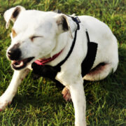 what does it mean when a dog sneezes