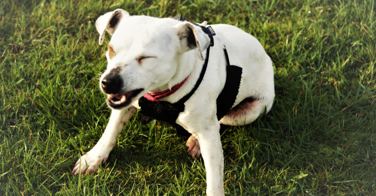 what does it mean when a dog sneezes