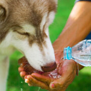 how to trick your dog into drinking water