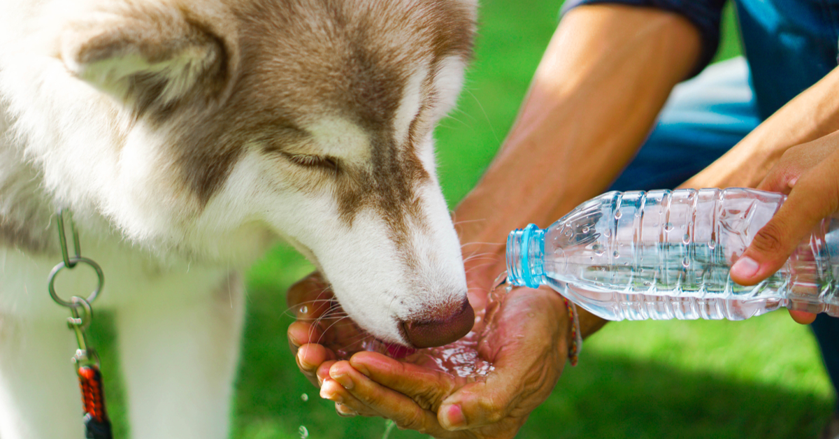 how to trick your dog into drinking water
