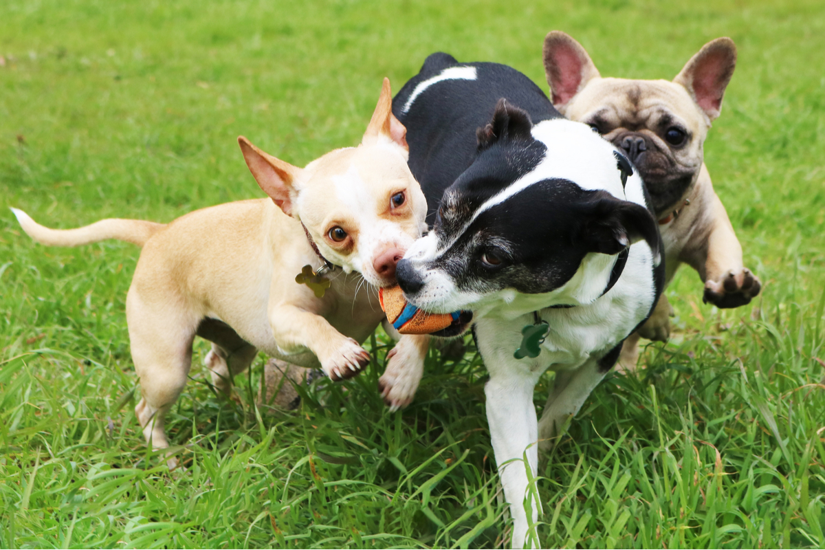what does it mean when a dog sneezes