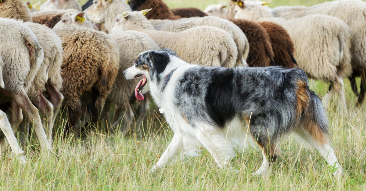 best toys for herding dogs