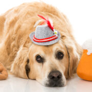 can dogs eat pretzels