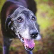 senior dog. gifts for old dogs