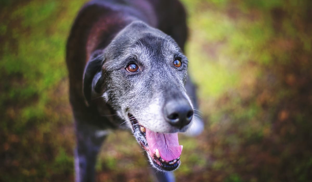Gifts for Old Dogs That’ll Bring Out the Puppy in Them