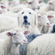 best toys for herding dogs