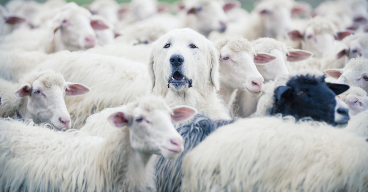 best toys for herding dogs