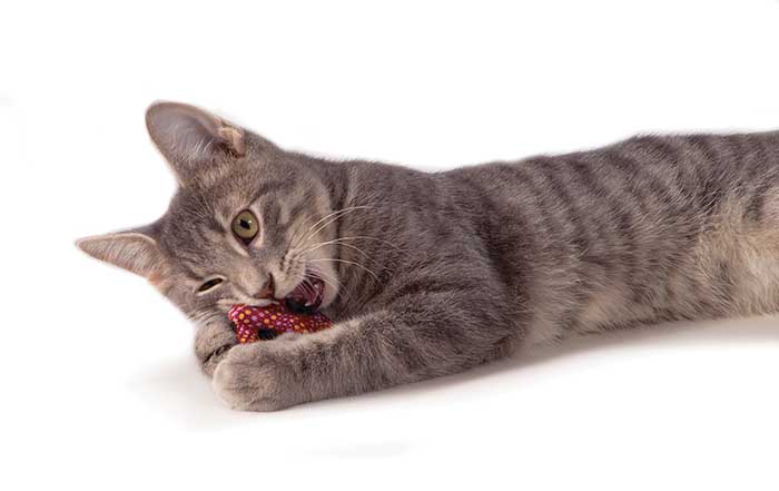 catnip pretzel chew toy