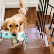 dogs and hardwood floors