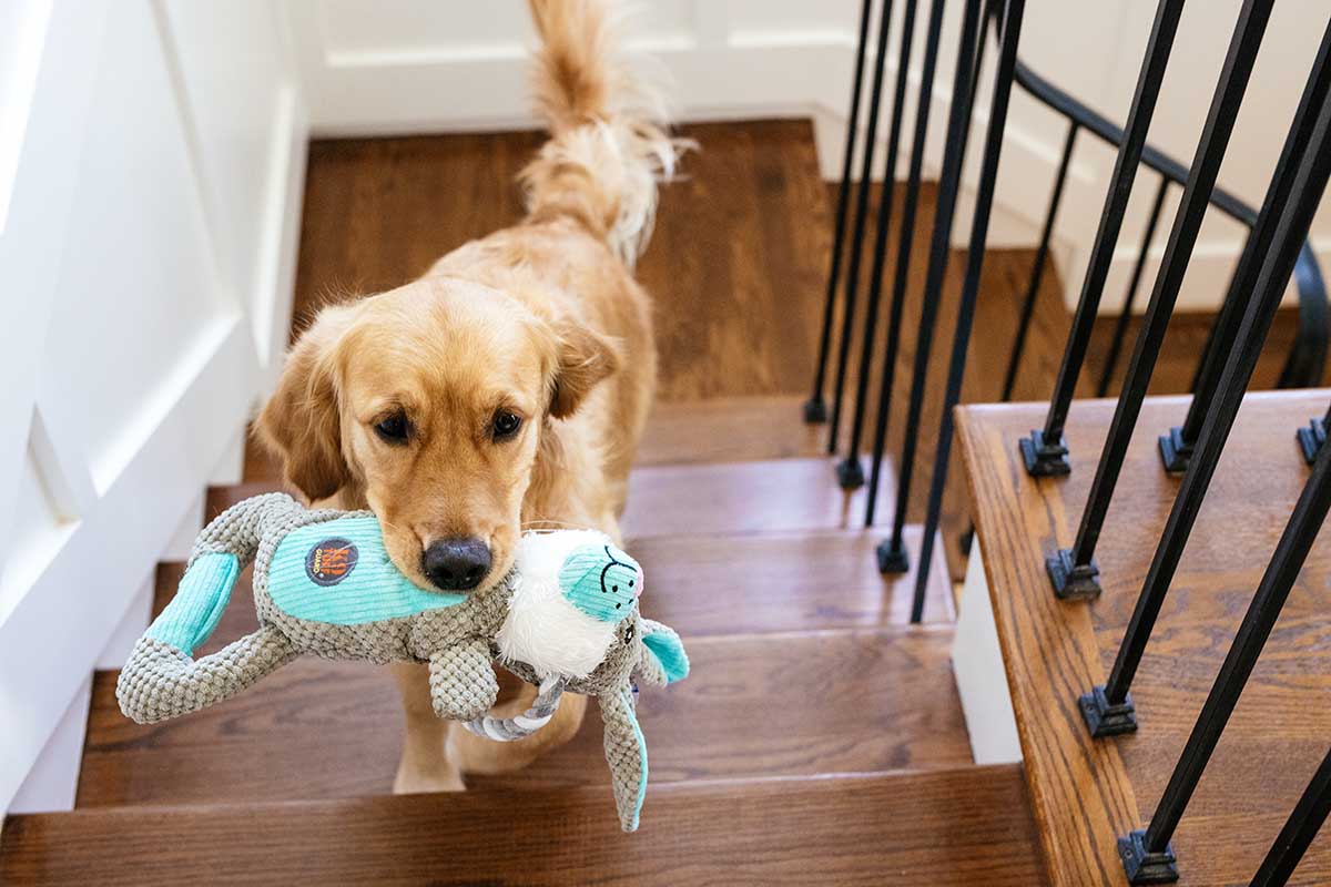 Dogs and Hardwood Floors: An Unnatural Combination