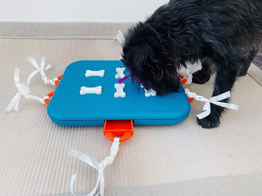 dog playing with dog puzzle