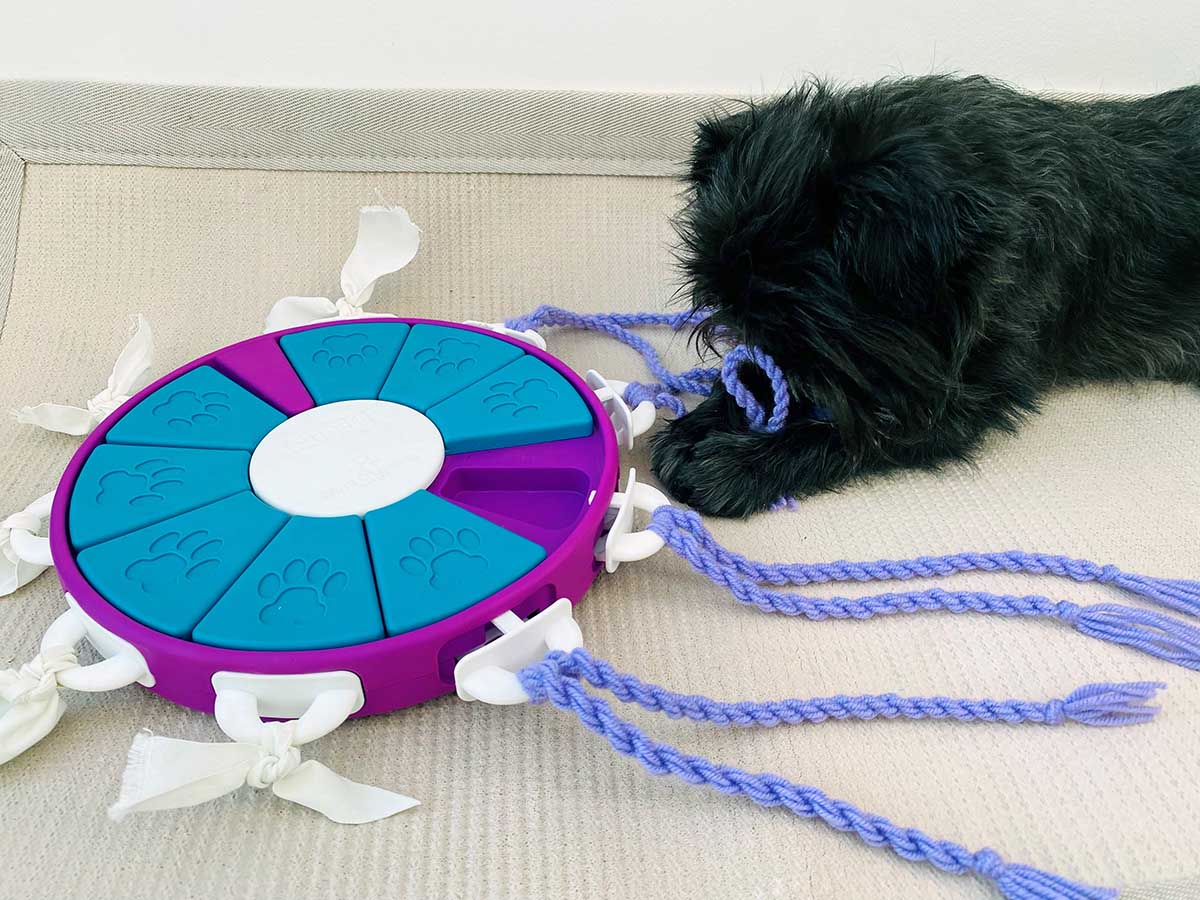 dog strings