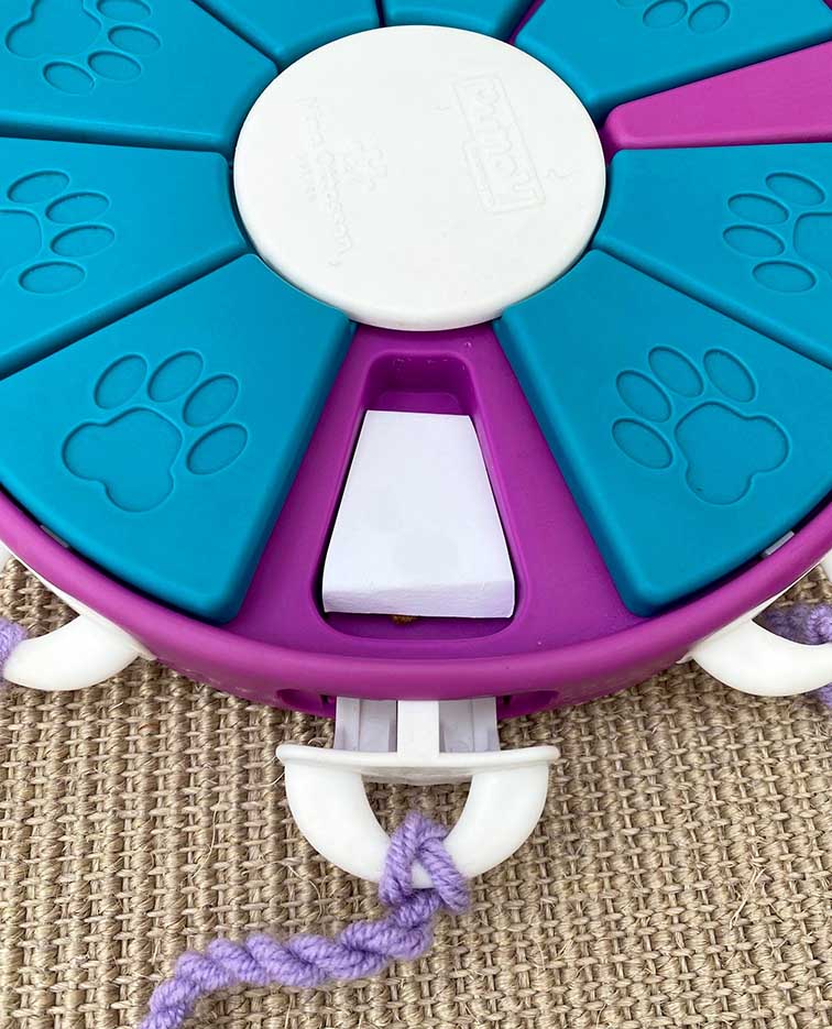 dog twister cardboard
