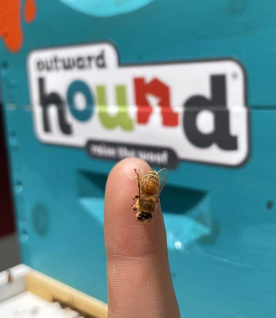 bee and beehive