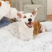 get well gifts for dogs dog in calming dog bed