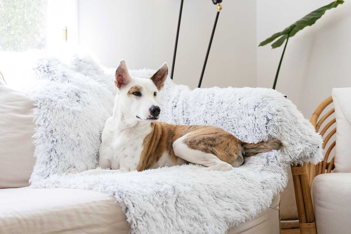 pet blanket