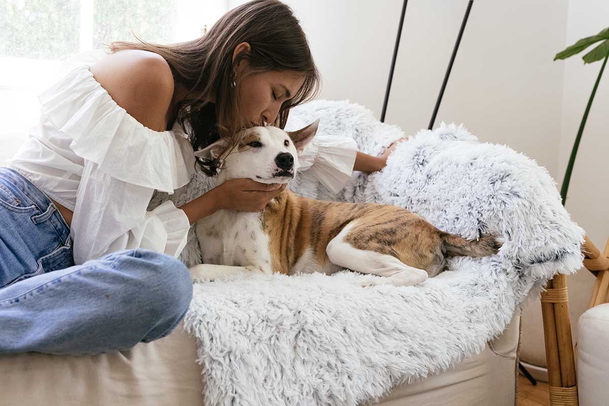 get well gifts for dogs