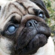 toys for blind dogs