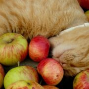 can cats eat apples