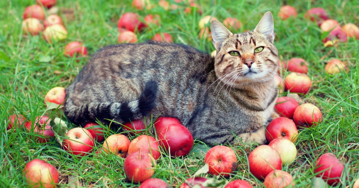 can cats eat apples