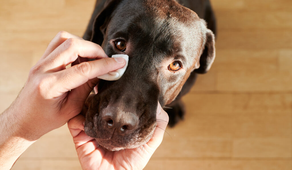 dog eye boogers do dogs cry
