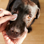 dog eye boogers do dogs cry