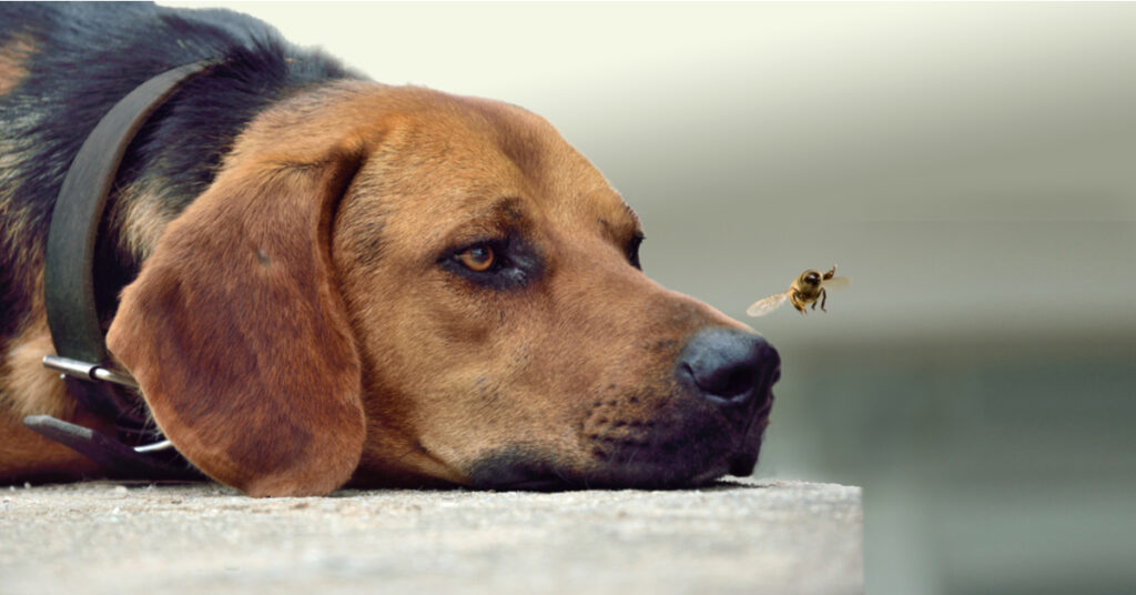how to keep flies off dogs