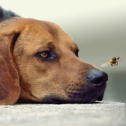 how to keep flies off dogs