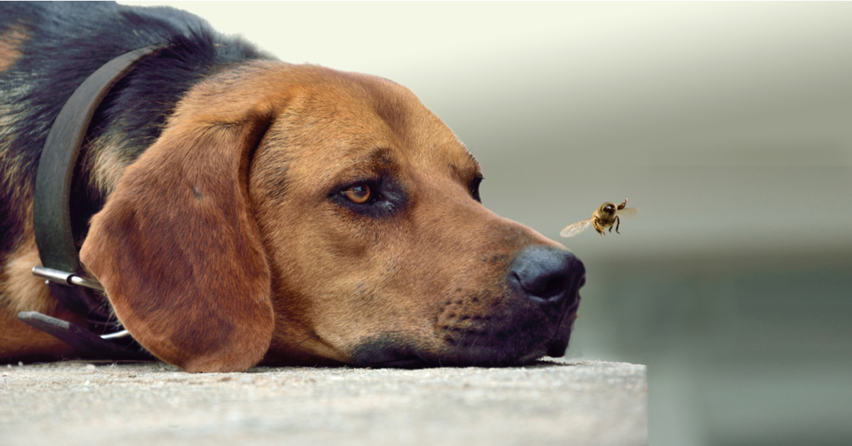 how to keep flies off dogs