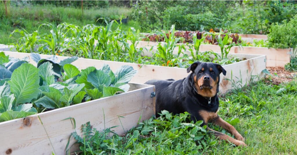 dog in a garden