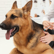 how often should dogs get rabies shots