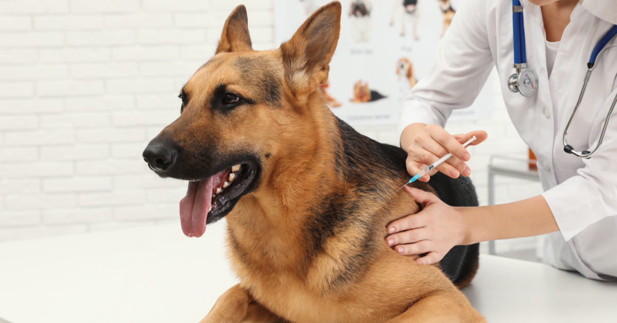Core Vaccines: How Often Should Dogs Get Rabies Shots?